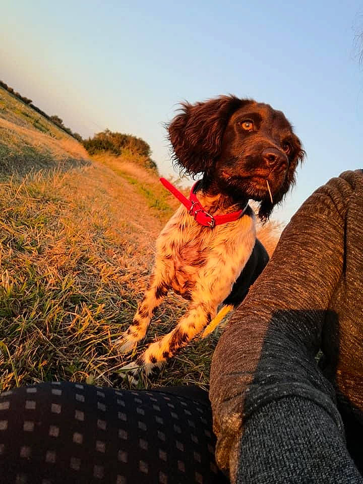 Ruby participe au concours pour gagner de l'argent avec cette photo : canidae, carnivore, companion_dog, dog, dog_breed, dog_collar, fawn, fun, fur, gun_dog, landscape, liver, plant, recreation, retriever, sky, soil, sporting_group, water_dog, working_animal