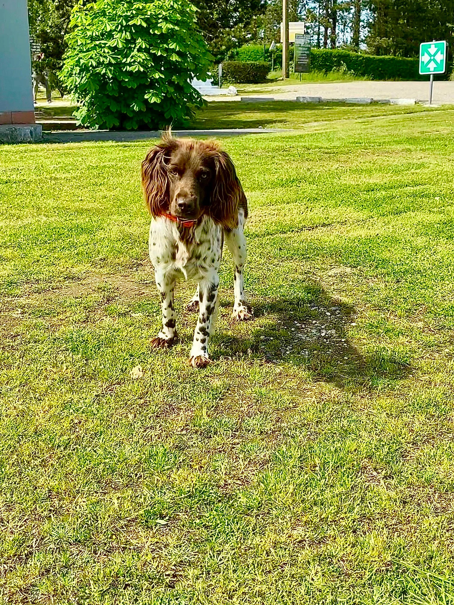 Ruby participe au concours pour gagner de l'argent avec cette photo : carnivore, cocker_spaniel, companion_dog, dog, dog_breed, fawn, french_spaniel, giant_dog_breed, grass, gun_dog, lawn, liver, plant, pointing_breed, snout, spaniel, tail, tree, water_dog, working_animal