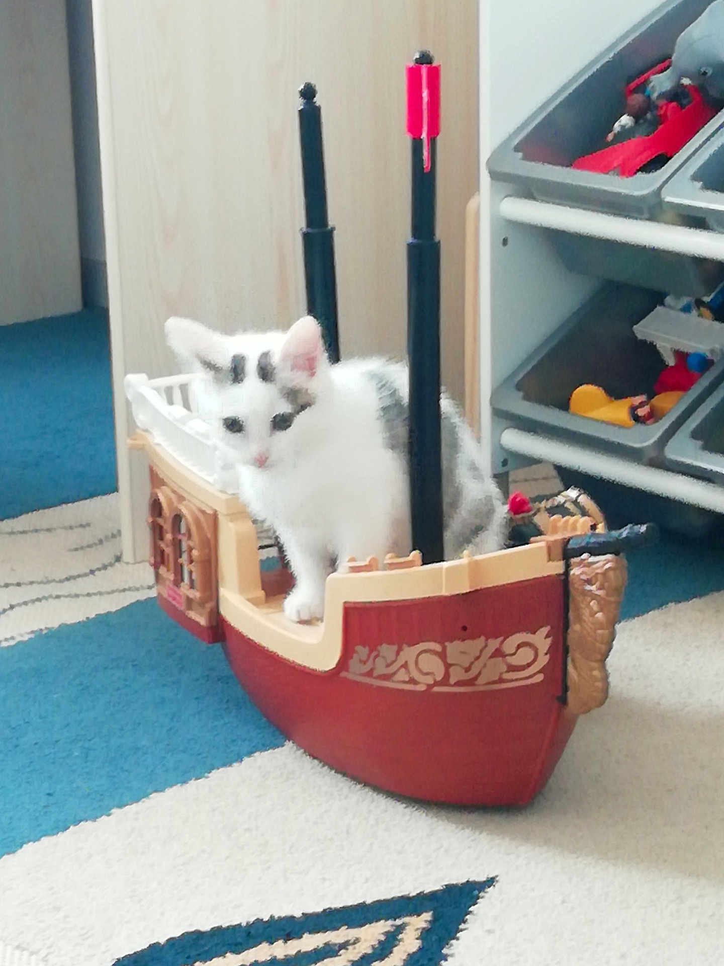 Pixel participe au concours pour gagner de l'argent avec cette photo : kitten, cat, toy_ship, indoor, carpet, play, pet, animal, white_cat, black_spots, furniture, shelf, toy_figures, floor, curious, small, domestic_cat, cute, young_cat, home