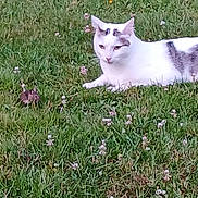 Pixel participe au concours pour gagner de l'argent avec cette photo : cat, grass, flower, animal, wildlife, rabbit, nature, outdoor, white_cat, spotted_cat, clover, field, small_animal, feline, mammal, relaxing, alert, greenery, closeup, daylight