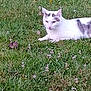 cat, grass, flower, animal, wildlife, rabbit, nature, outdoor, white_cat, spotted_cat, clover, field, small_animal, feline, mammal, relaxing, alert, greenery, closeup, daylight