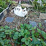 Pixel participe au concours pour gagner de l'argent avec cette photo : cat, garden, plants, greenery, wire_mesh, outdoor, nature, vegetation, leafy, resting, white_cat, gray_spots, soil, wooden_fence, shrubbery, daylight, relaxing, pet, small_animal, feline