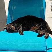 Meïko participe au concours pour gagner de l'argent avec cette photo : cat, tabby, lounging, chair, outdoor, sunlight, relaxing, pet, feline, striped, sleeping, tile_floor, planter, potted_plant, purple_chair, blue_chair, resting, daylight, shadows, summer