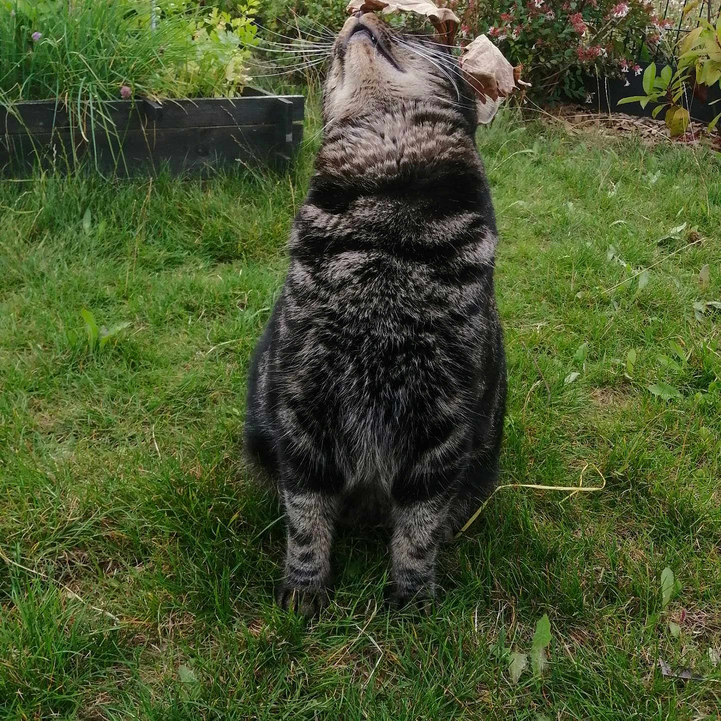 Meïko a rejoint le concours — aidez-le/la à gagner de superbes lots ! animal, cat, closeup, curious, daylight, flowers, fur, garden, grass, greenery, leaf_hat, leaves, nature, outdoor, pet, plants, playful, sitting, tabby_cat, whiskers