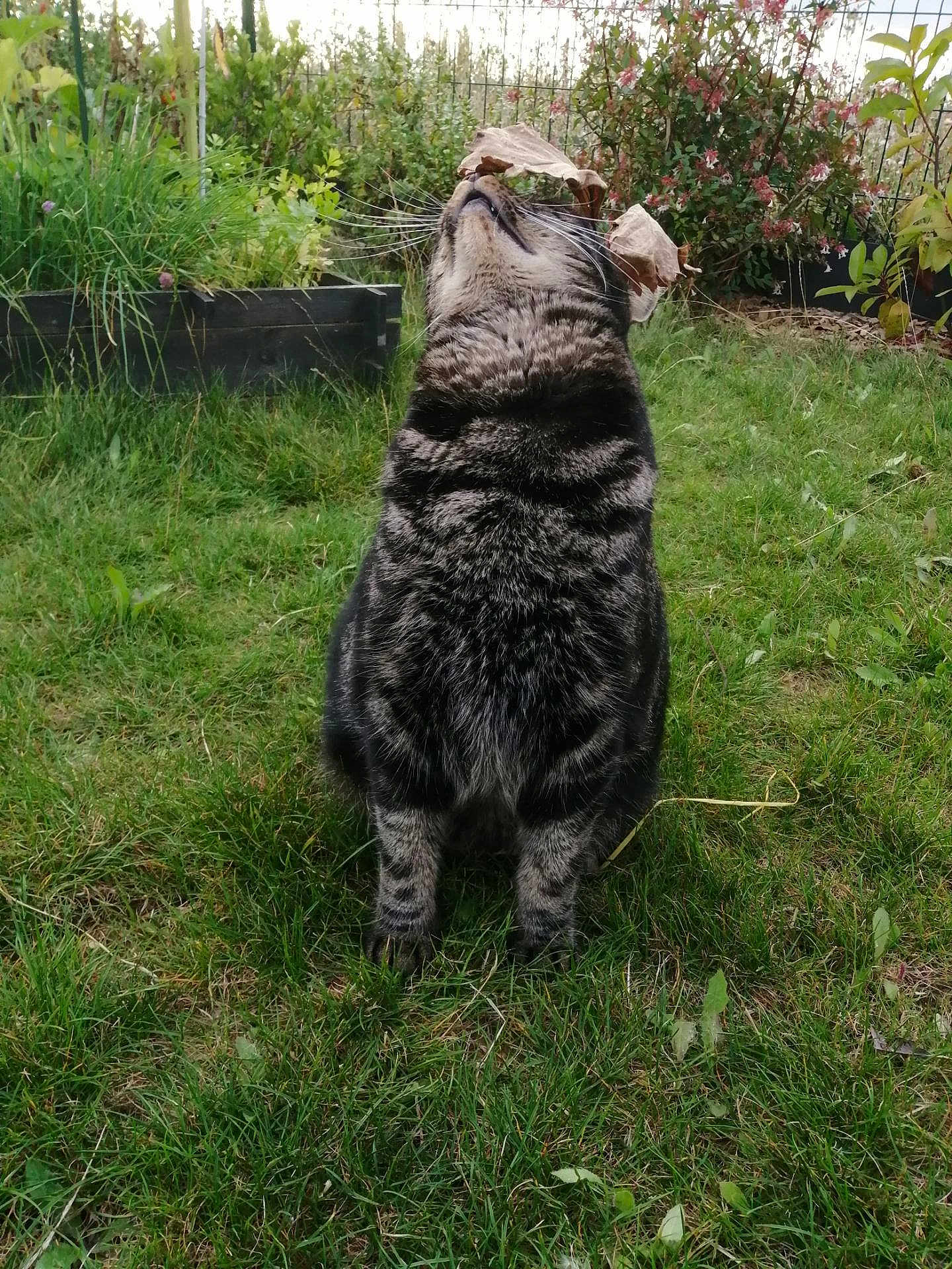 Meïko a rejoint le concours — aidez-le/la à gagner de superbes lots ! cat, tabby_cat, grass, garden, leaves, plants, flowers, nature, outdoor, animal, pet, whiskers, fur, leaf_hat, greenery, sitting, curious, playful, closeup, daylight