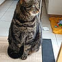 Meïko a rejoint le concours — aidez-le/la à gagner de superbes lots ! cat, tabby, pet, indoor, floor, wooden_floor, food_bowl, pet_bed, toys, kitchen, cabinet, animal, feline, whiskers, sitting, looking, domestic, striped, fur, home