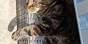 Meïko a rejoint le concours — aidez-le/la à gagner de superbes lots ! cat, tabby, sunlight, shadow, relaxing, outdoor, woven_chair, pet, sleeping, feline, whiskers, paw, texture, comfort, resting, closeup, nature, warmth, animal, peaceful