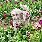 Zuri joined the competition — help win amazing prizes! bush, canine, curly_fur, dog, flower, fur, garden, greenery, ground, leaf, leaves, nature, outdoor, pet, plant, purple_flower, small_dog, spring, tulip, walking
