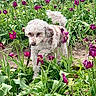 bush, canine, curly_fur, dog, flower, fur, garden, greenery, ground, leaf, leaves, nature, outdoor, pet, plant, purple_flower, small_dog, spring, tulip, walking