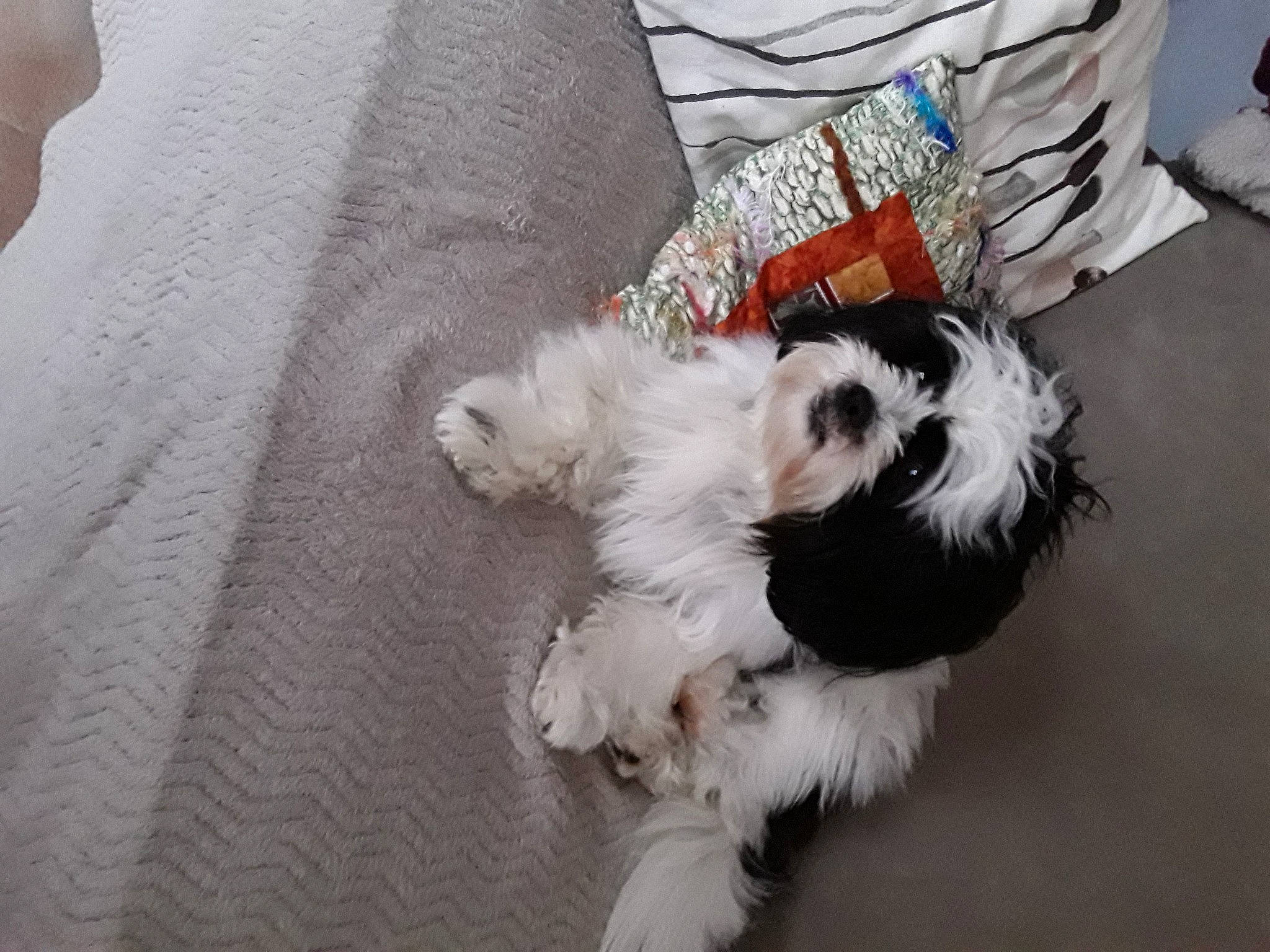 Trésor participe au concours pour gagner de l'argent avec cette photo : canidae, carnivore, comfort, companion_dog, dog, dog_breed, dog_supply, fur, mal_shi, maltepoo, non_sporting_group, paw, shih_poo, small_terrier, sporting_group, tail, terrier, toy_dog, working_animal, yorkipoo