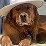 adorable, animal, bed, blanket, brown, canine, close_up, collar, dog, domestic, fur, golden_retriever, hat, indoor, paws, pet, portrait, relaxed, sleepy, white_hat