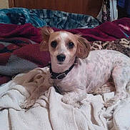 Buddy is registered to the contest to win money with this photo: bed, bedding, blanket, clothing_hanger, collar, cozy, dog, ears, eyes, fabric, fur, home_interior, indoor, looking_at_camera, nose, pet, portrait, relaxing, small_dog, wooden_door