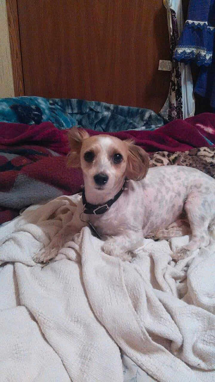 Buddy is registered to the contest to win money with this photo: bed, bedding, blanket, clothing_hanger, collar, cozy, dog, ears, eyes, fabric, fur, home_interior, indoor, looking_at_camera, nose, pet, portrait, relaxing, small_dog, wooden_door