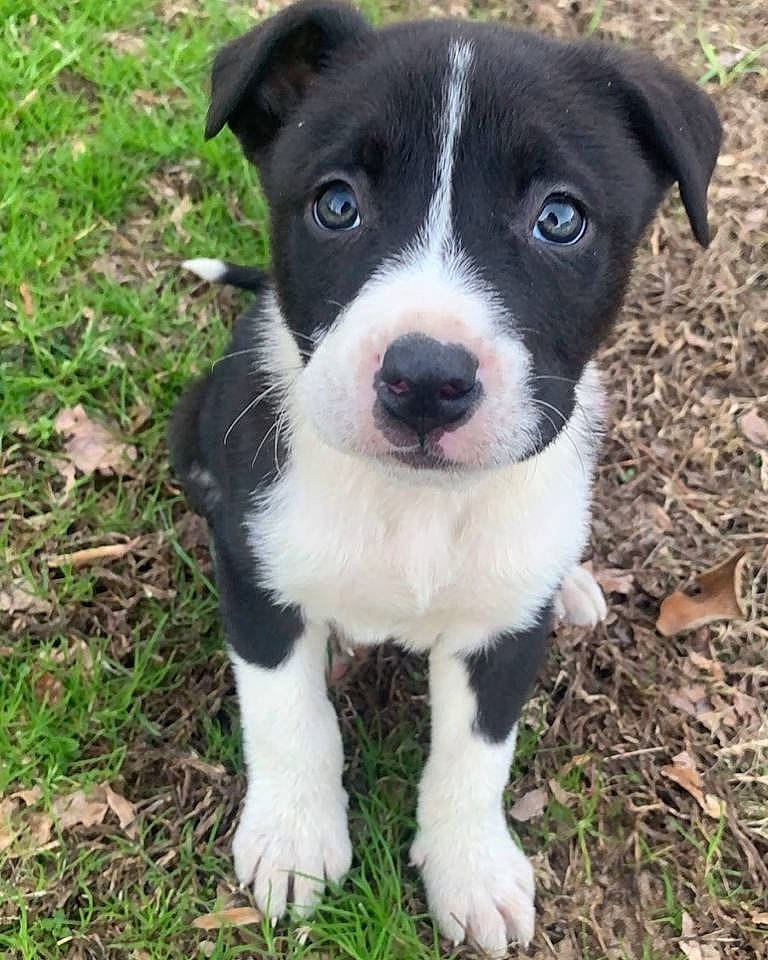 Cooper joined the competition — help win amazing prizes! american_pit_bull_terrier, american_staffordshire_terrier, border_collie, canidae, carnivore, dog, dog_breed, mammal, mcnab, old_english_terrier, puppy, rare_breed_dog, snout, vertebrate