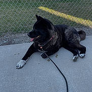 Aoki is registered to the contest to win money with this photo: animal, black_dog, canine, chain_link_fence, collar, concrete, daylight, dog, domestic_animal, grass, leash, outdoor, pet, quiet, relaxed, resting, sidewalk, tongue_out, white_paws, yard