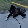 animal, black_dog, canine, chain_link_fence, collar, concrete, daylight, dog, domestic_animal, grass, leash, outdoor, pet, quiet, relaxed, resting, sidewalk, tongue_out, white_paws, yard