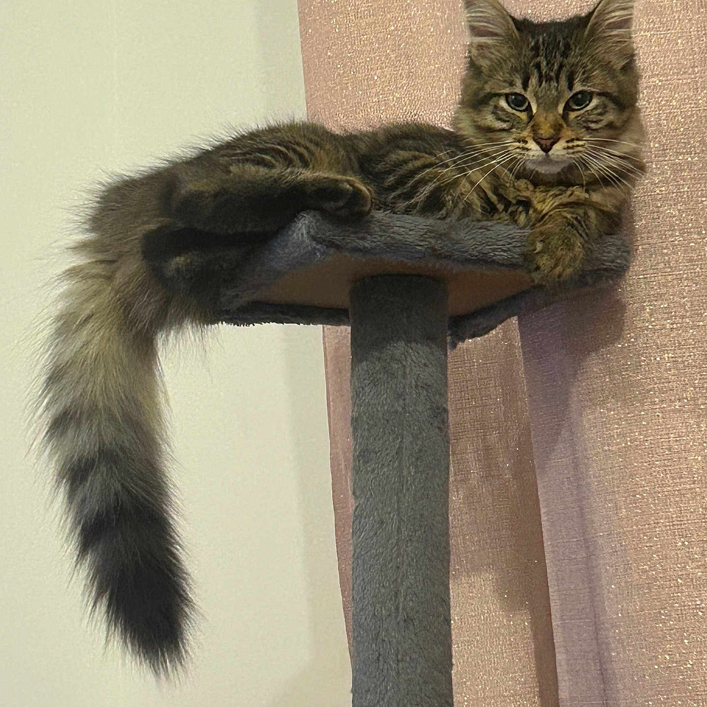 Luna a rejoint le concours — aidez-le/la à gagner de superbes lots ! animal, cat, cat_tree, cozy, curtain, cute, domestic_animal, feline, fluffy_tail, furniture, indoor, long_tail, pet, pink, relaxed, resting, sleepy, soft_light, tabby, whiskers