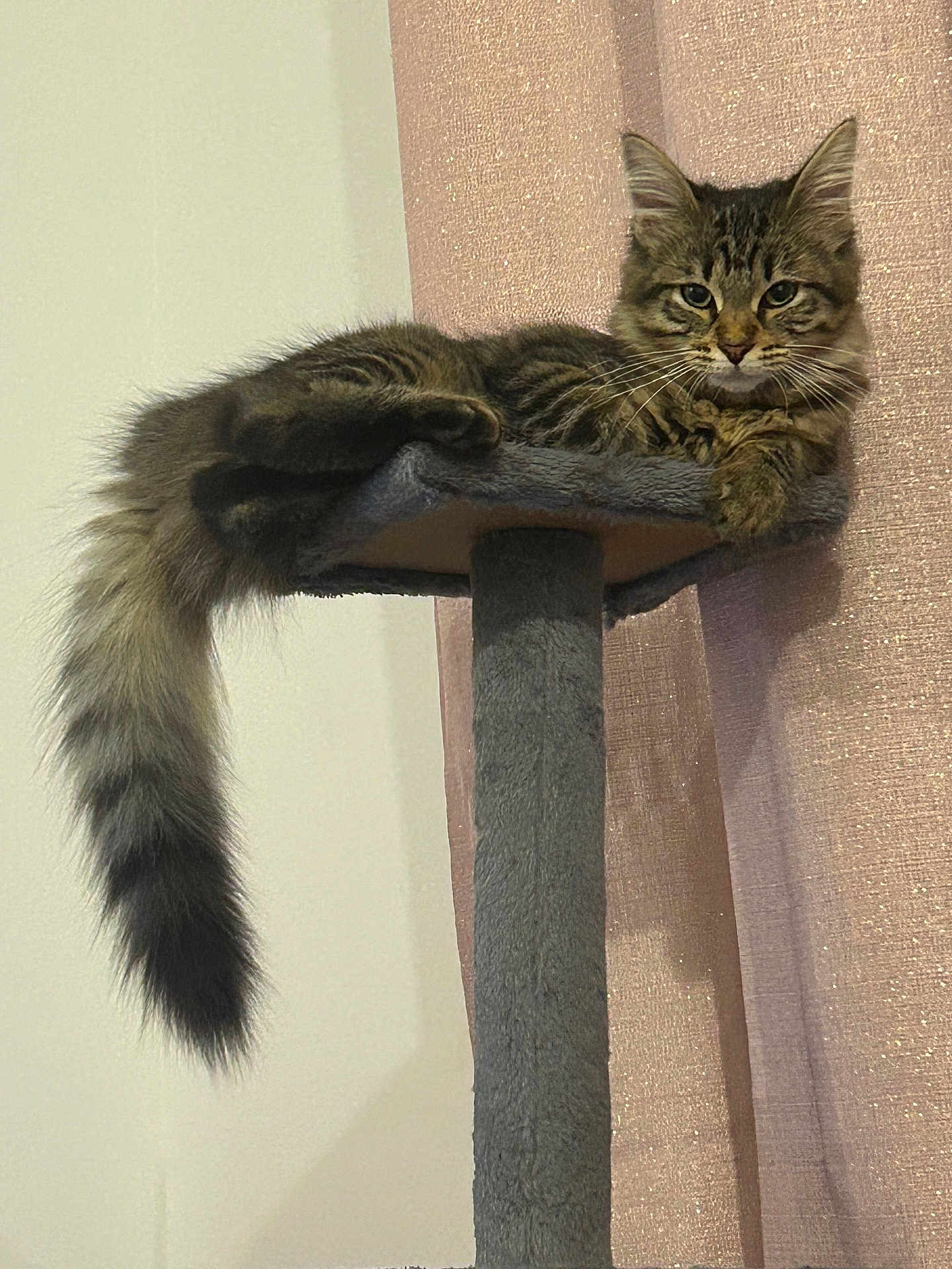 Luna a rejoint le concours — aidez-le/la à gagner de superbes lots ! cat, tabby, fluffy_tail, cat_tree, indoor, pet, feline, relaxed, resting, curtain, pink, furniture, domestic_animal, cute, animal, long_tail, soft_light, cozy, sleepy, whiskers