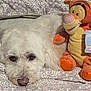 Bella is registered to the contest to win money with this photo: dog, white_dog, plush_toy, tigger, disney, bedspread, patterned_bedspread, soft_toy, stuffed_animal, resting, close_up, indoor, cozy, pet, animal, sleepy, cute, fur, nose, eyes