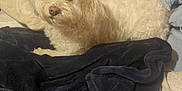 Bella is registered to the contest to win money with this photo: dog, bed, blanket, pillow, toy, indoor, pet, fur, comfort, resting, cream_color, curly_fur, black_blanket, cozy, relaxation, domestic, animal, cute, home, laying_down