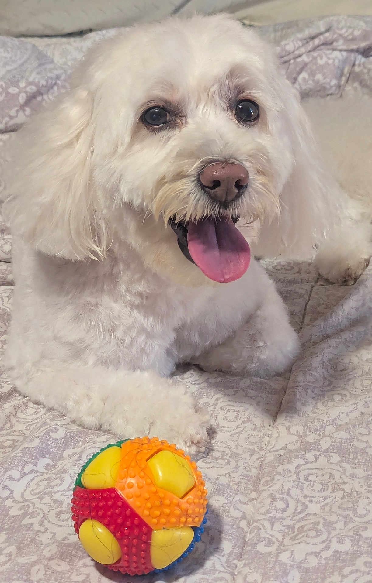 Bella joined the competition — help win amazing prizes! dog, white_dog, toy, ball, pet, animal, cute, tongue_out, happy, indoor, blanket, pattern, fur, playful, companion, laying_down, close_up, friendly, domestic_animal, cheerful