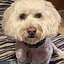 Bella is registered to the contest to win money with this photo: dog, white, fluffy, pet, collar, indoor, bed, blanket, zebra_stripe, fur, animal, cute, groomed, portrait, looking, sitting, household, domestic, companion, closeup