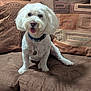 dog, white_dog, fluffy, collar, tags, couch, brown_couch, pillows, decorative_pillows, indoor, pet, happy, tongue_out, sitting, furniture, living_room, close_up, cute, domestic_animal, companion
