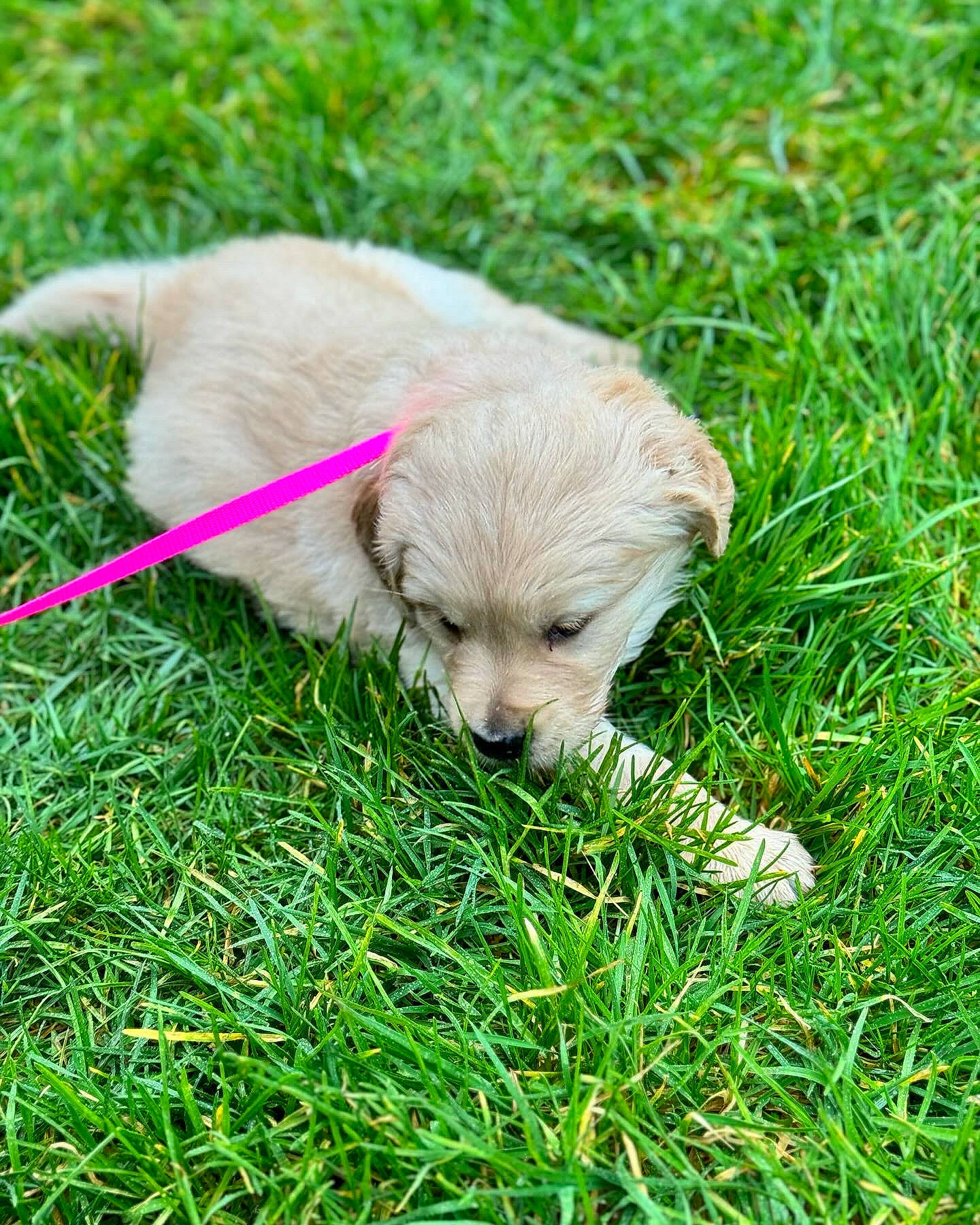 Roxie joined the competition — help win amazing prizes! canidae, carnivore, companion_dog, dog, dog_breed, fawn, fur, grass, grassland, groundcover, lawn, people_in_nature, plant, retriever, sporting_group, tail, terrestrial_animal, toy_dog