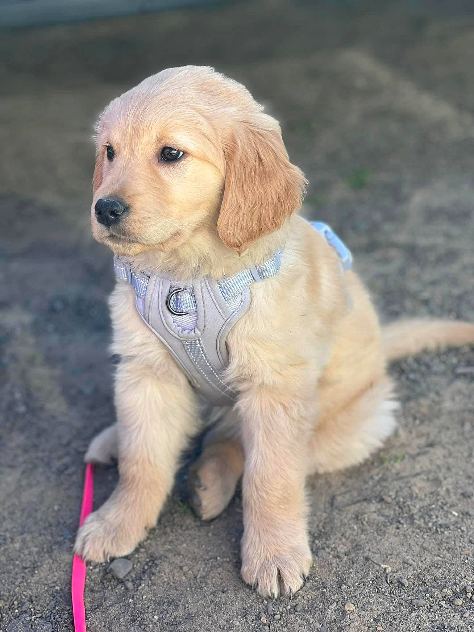 Roxie is registered to the contest to win money with this photo: canidae, carnivore, companion_dog, dog, dog_breed, dog_clothes, dog_collar, fawn, fur, grass, leash, pet_supply, puppy, soil, sporting_group, tail, toy, whiskers, wood, working_animal