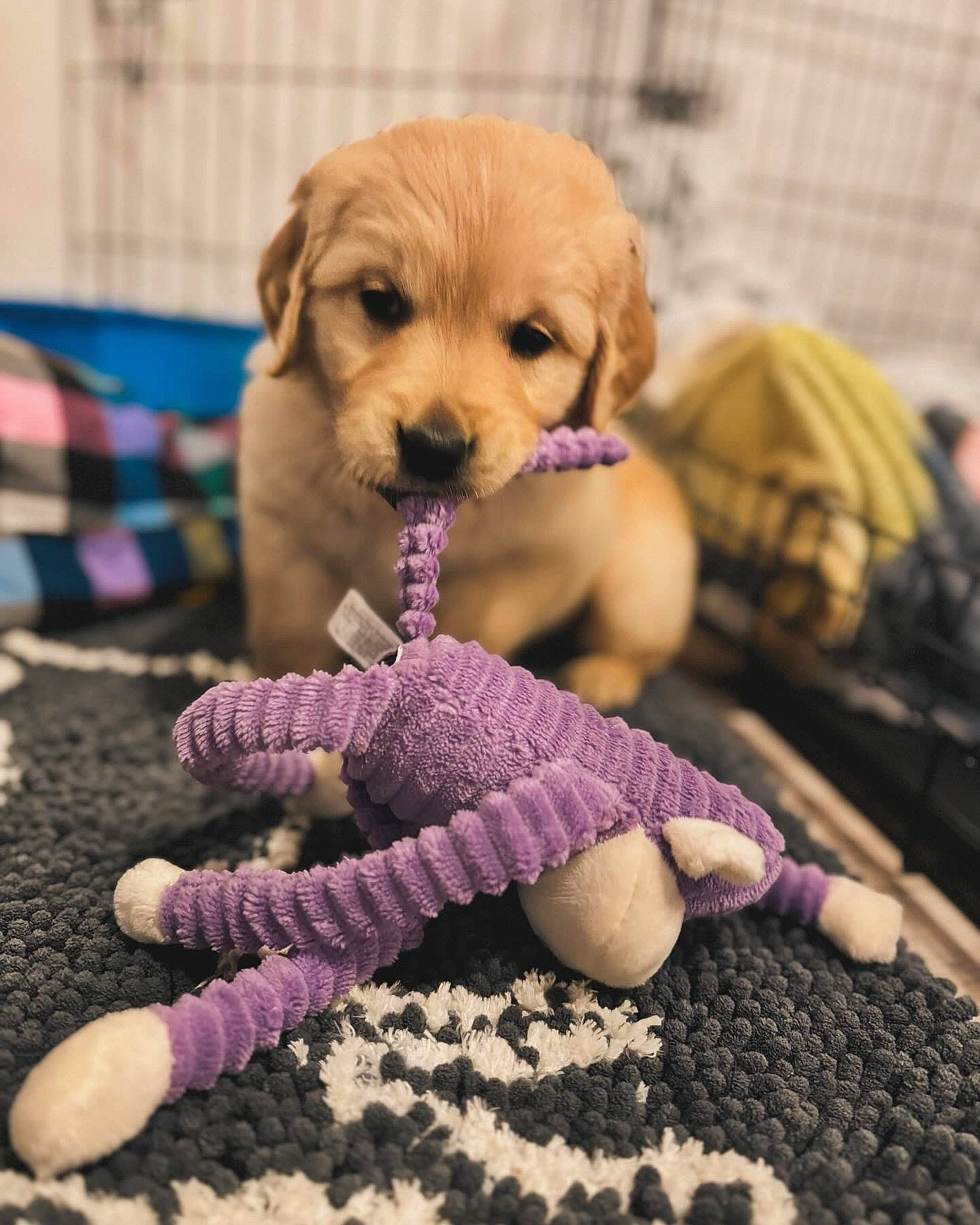 Roxie is registered to the contest to win money with this photo: carnivore, companion_dog, dog, dog_breed, dog_clothes, dog_supply, fawn, flooring, fur, pet_supply, pink, purple, snout, stuffed_toy, toy, toy_dog, wood, wool, woolen, working_animal