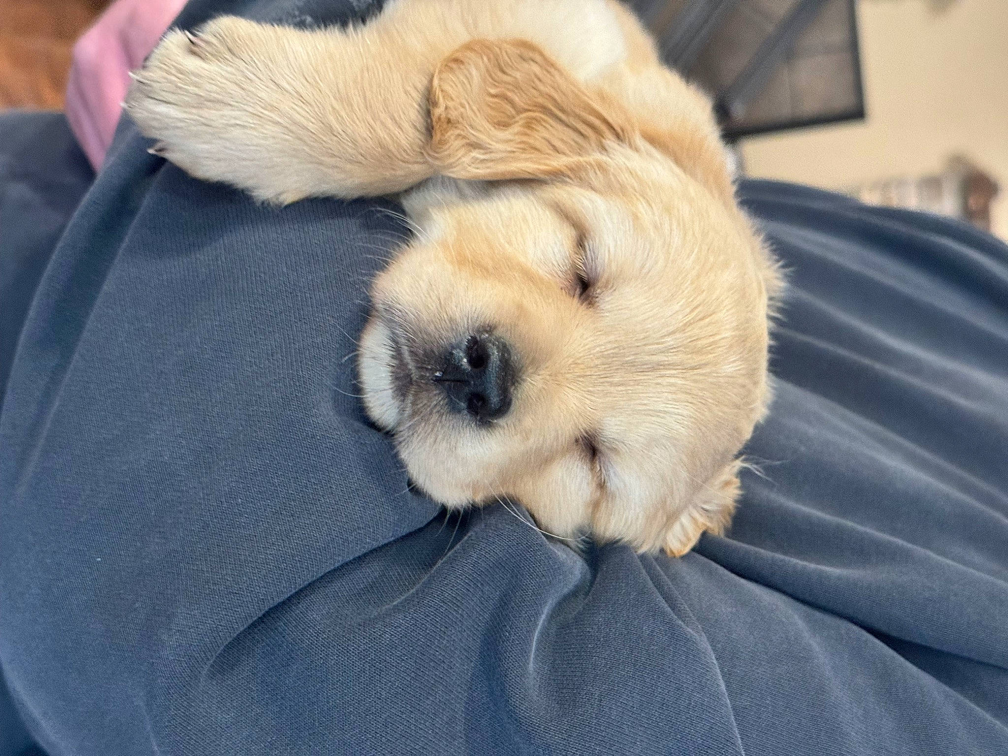 Roxie joined the competition — help win amazing prizes! canidae, carnivore, comfort, companion_dog, dog, dog_breed, fawn, felidae, fur, linens, paw, puppy_love, snout, sporting_group, stuffed_toy, terrestrial_animal, terrier, toy, toy_dog, whiskers