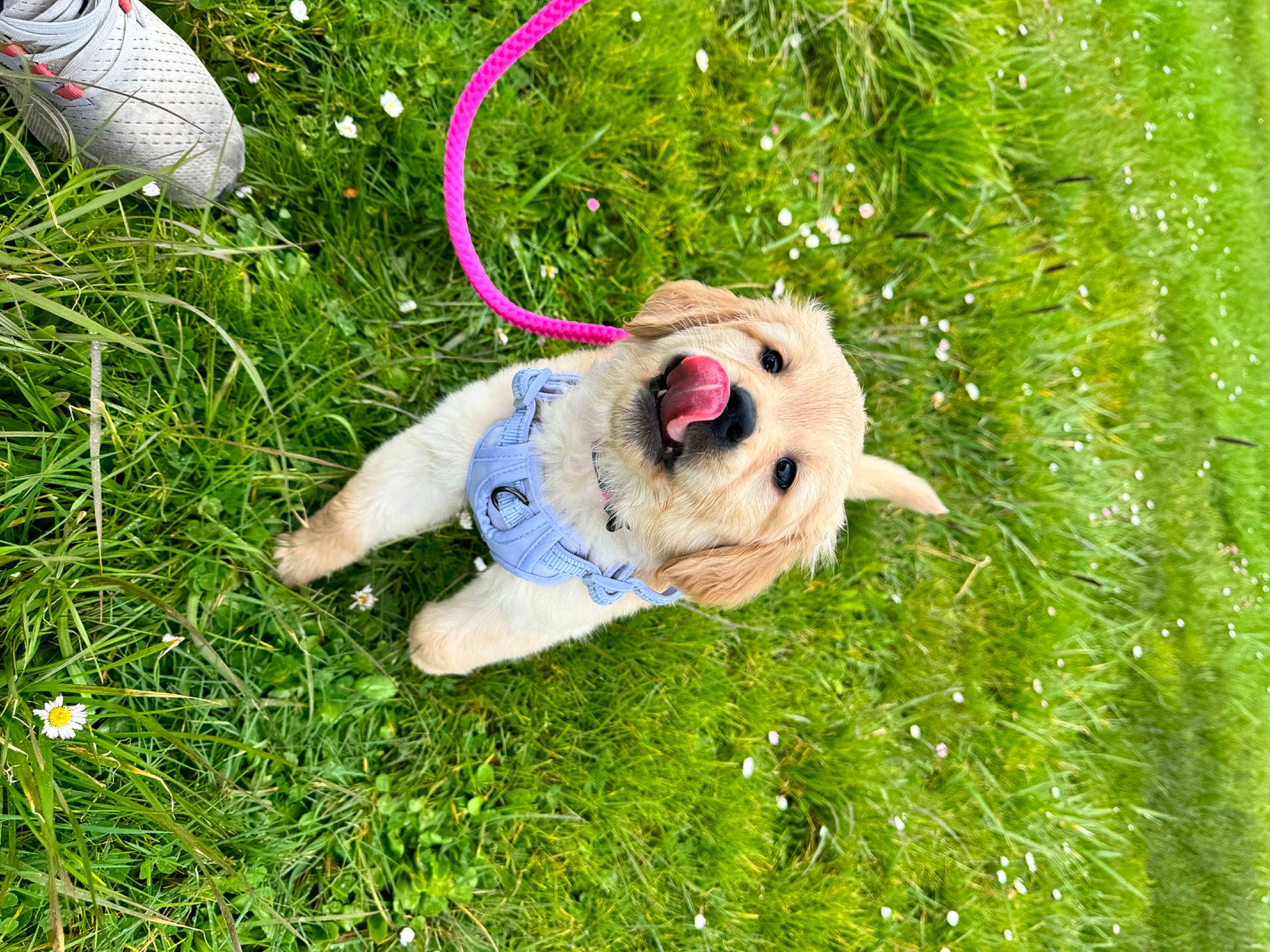 Roxie joined the competition — help win amazing prizes! canidae, companion_dog, dog_breed, fawn, grass, grass_family, grassland, groundcover, happy, lawn, lawn_ornament, leisure, meadow, people_in_nature, plant, shrub, sporting_group, stuffed_toy, toy, tree