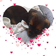 Buddy a rejoint le concours — aidez-le/la à gagner de superbes lots ! puppy, dog, bed, blanket, heart_shape, hearts, cute, pet, animal, sleeping, cozy, soft, fur, brown, black, pink, red, white, love, background