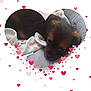 puppy, dog, bed, blanket, heart_shape, hearts, cute, pet, animal, sleeping, cozy, soft, fur, brown, black, pink, red, white, love, background