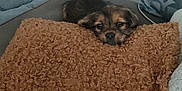Buddy a rejoint le concours — aidez-le/la à gagner de superbes lots ! dog, blanket, couch, pet, cozy, living_room, curious, small_dog, fur, indoor, brown, pillow, resting, cute, relaxed, comfort, face, animal, home, soft