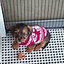 Buddy participe au concours pour gagner de l'argent avec cette photo : adorable, animal, black, brown, cage, cute, dog, fur, furry, grid_floor, indoor, leaf, looking_up, pet, puppy, red, small, sweater, white, young