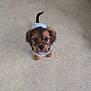 Buddy participe au concours pour gagner de l'argent avec cette photo : puppy, dog, pet, small_dog, brown, black, fur, eyes, ears, tail, floor, indoor, cute, animal, canine, looking_up, sweater, adorable, young, companion