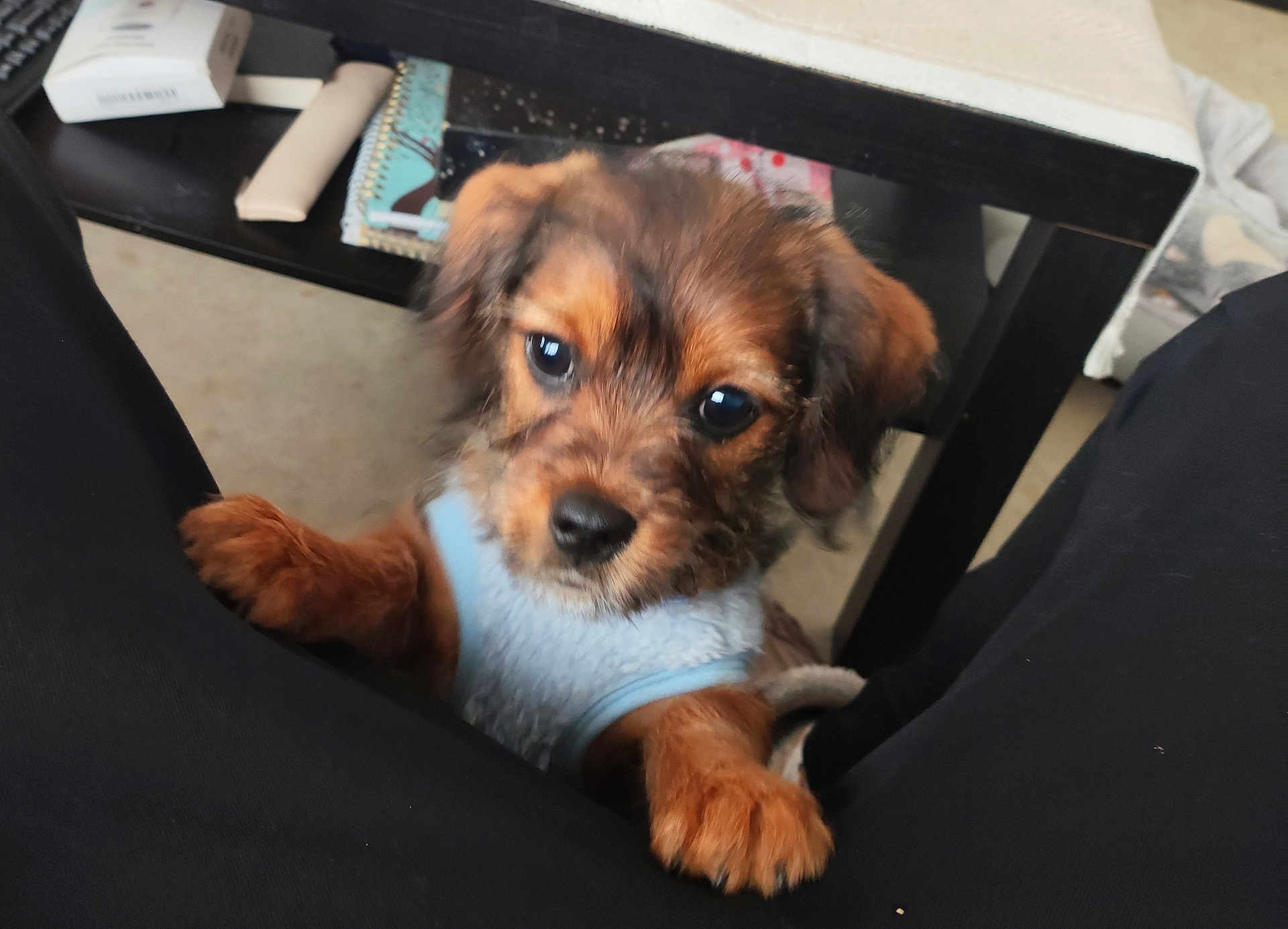 Buddy participe au concours pour gagner de l'argent avec cette photo : puppy, dog, pet, cute, brown_fur, blue_sweater, indoor, floor, table, notebook, legs, looking_up, small_dog, furry, animal, domestic, young_dog, black_nose, ears, climbing