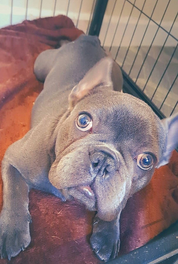 Bluey joined the competition — help win amazing prizes! bulldog, canidae, carnivore, comfort, companion_dog, dog, dog_breed, ear, fawn, liver, molosser, non_sporting_group, puppy, snout, sporting_group, terrestrial_animal, toy_dog, whiskers, working_animal, wrinkle