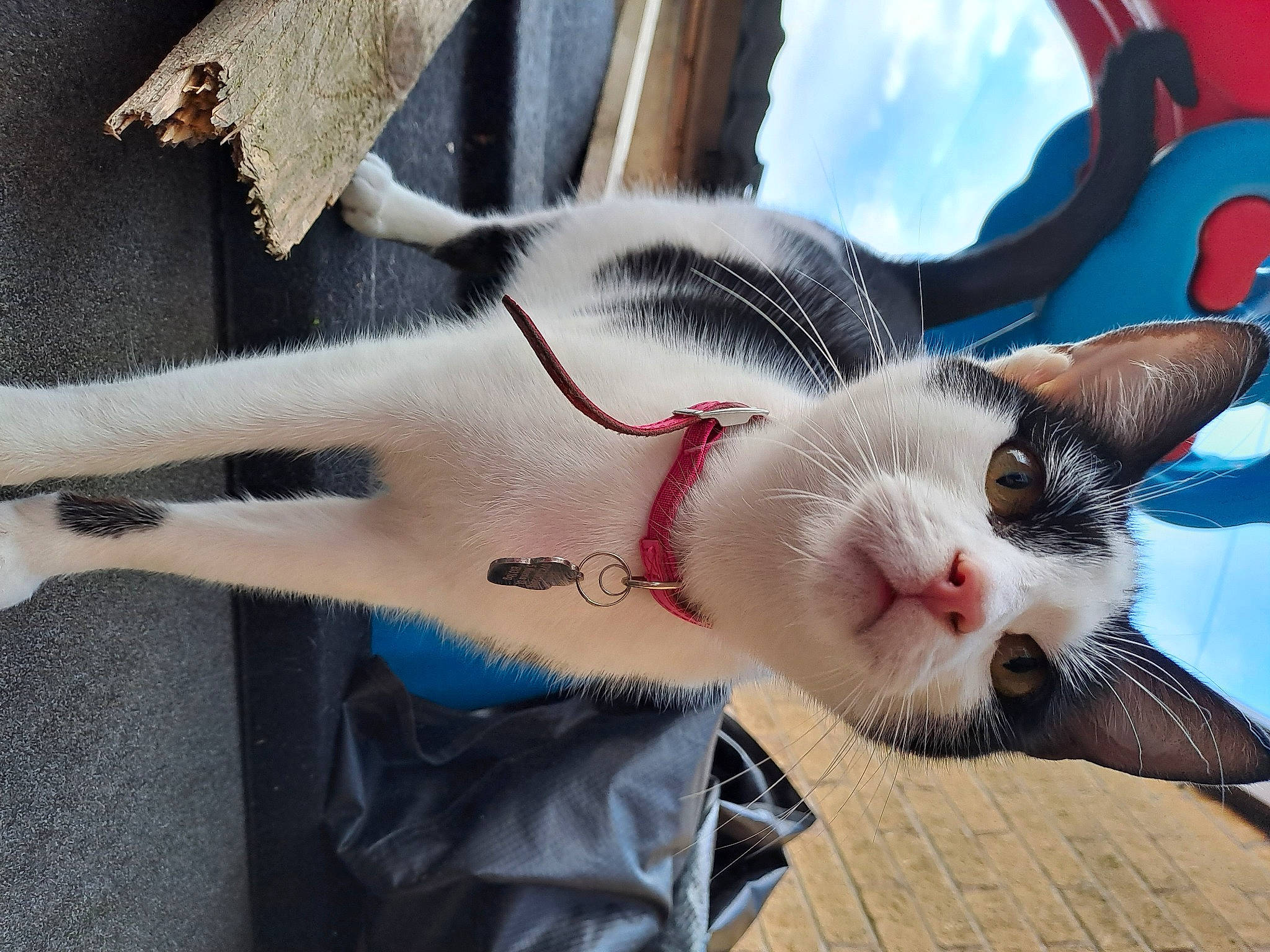 Patch joined the competition — help win amazing prizes! art, carnivore, cat, claw, domestic_short_haired_cat, eyelash, fang, fawn, felidae, fur, mammal, paw, small_to_medium_sized_cats, snout, tail, whiskers