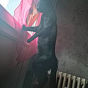 Hooper participe au concours pour gagner de l'argent avec cette photo : animal, black_cat, cat, curious, curtain, domestic_cat, fur, home_interior, indoor, looking_out_window, mammal, pet, pink_curtain, radiator, shadow, side_view, soft_light, standing, wall, window