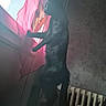 animal, black_cat, cat, curious, curtain, domestic_cat, fur, home_interior, indoor, looking_out_window, mammal, pet, pink_curtain, radiator, shadow, side_view, soft_light, standing, wall, window