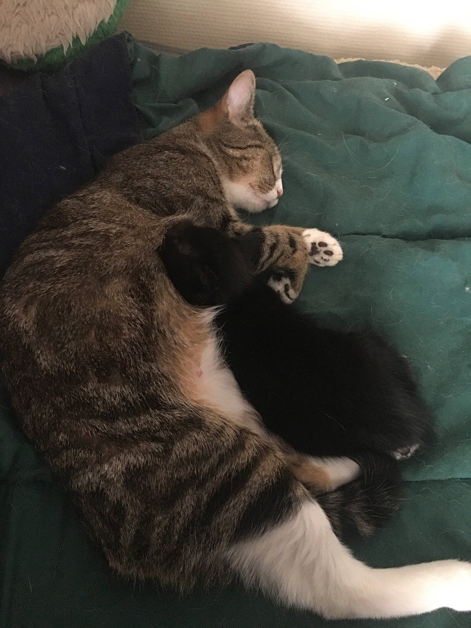 Kiara participe au concours pour gagner de l'argent avec cette photo : carnivore, cat, claw, comfort, darkness, domestic_short_haired_cat, eye, felidae, fur, grey, head, jaw, paw, sitting, small_to_medium_sized_cats, tail, terrestrial_animal, tree, whiskers, wildlife