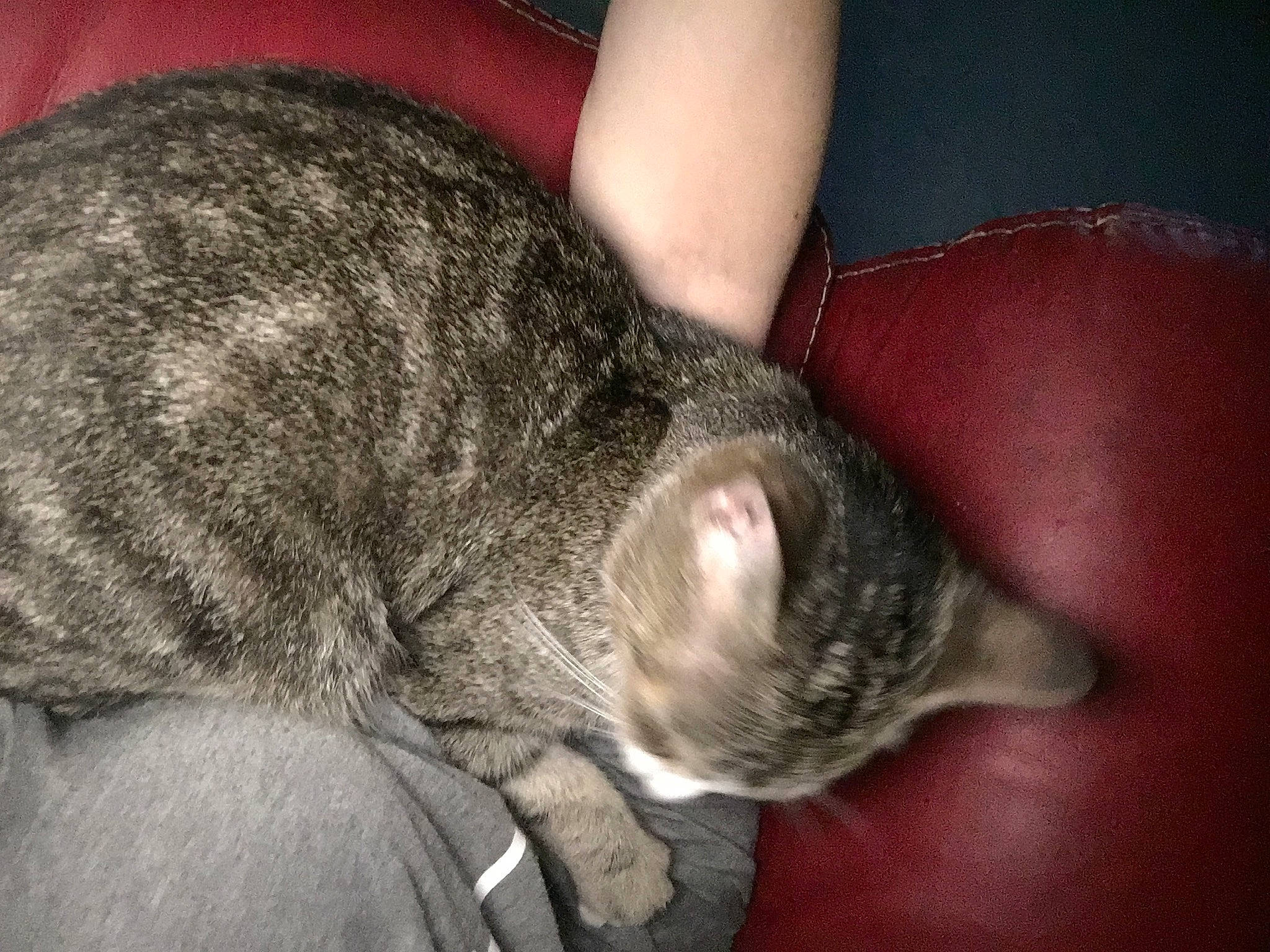 Kiara participe au concours pour gagner de l'argent avec cette photo : bored, canidae, carnivore, cat, claw, comfort, dog_breed, domestic_short_haired_cat, ear, felidae, fur, gesture, nail, paw, small_to_medium_sized_cats, snout, sporting_group, tail, terrestrial_animal, whiskers