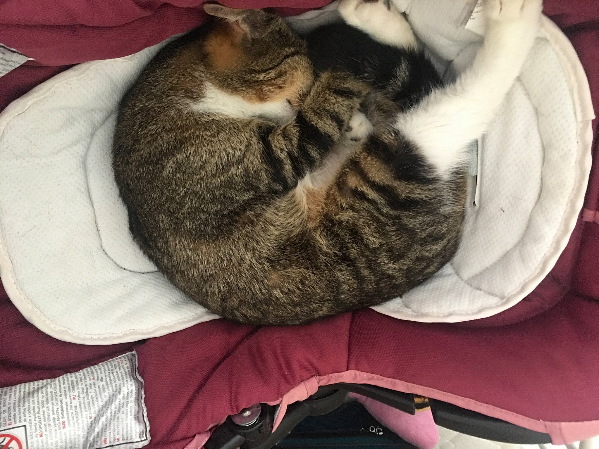 Kiara a rejoint le concours — aidez-le/la à gagner de superbes lots ! carnivore, cat, cat_bed, cat_supply, comfort, domestic_short_haired_cat, felidae, fur, grey, hug, linens, nap, pattern, paw, sleep, small_to_medium_sized_cats, snout, tail, textile, whiskers