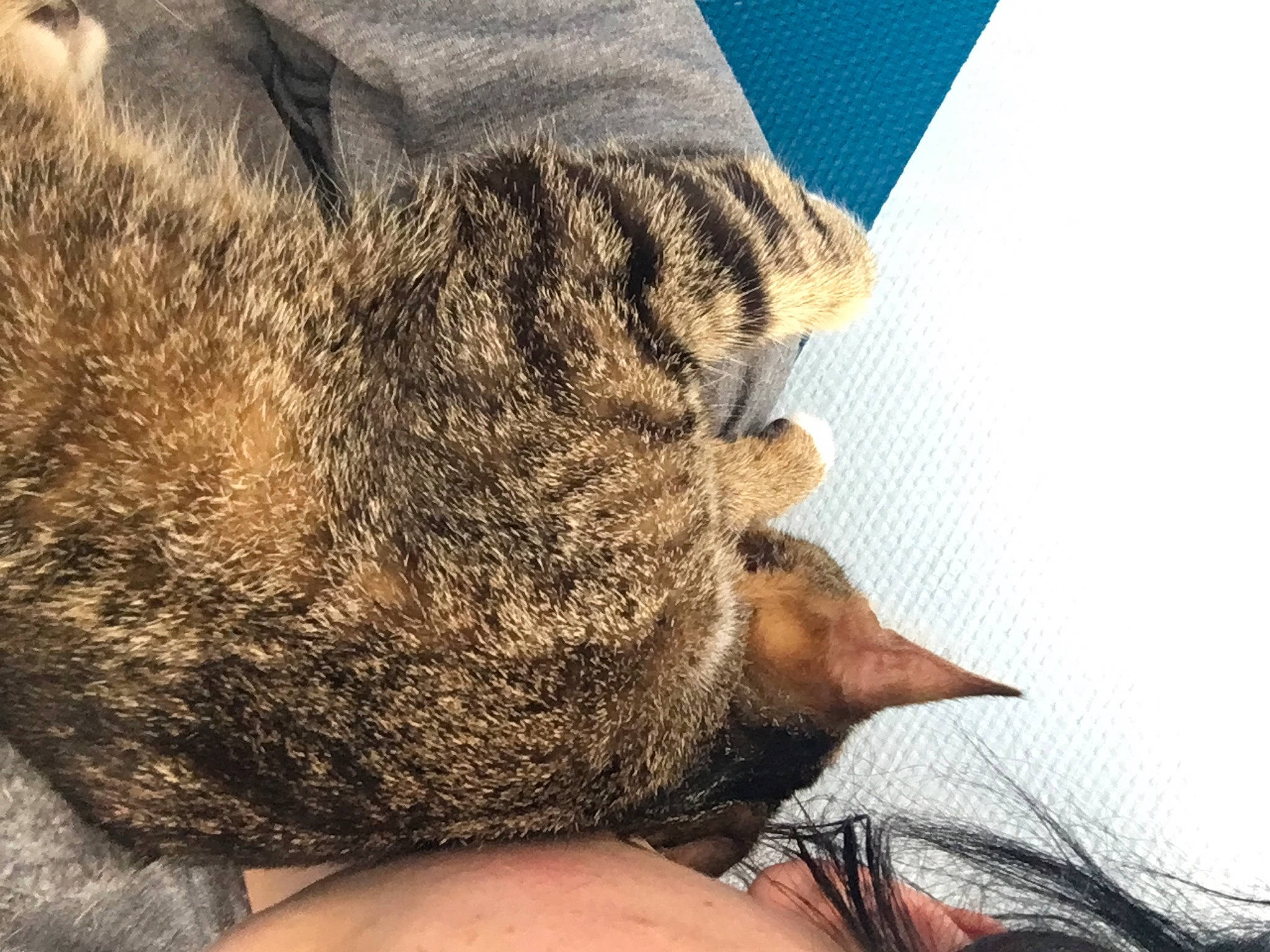 Kiara a rejoint le concours — aidez-le/la à gagner de superbes lots ! canidae, carnivore, cat, claw, comfort, domestic_short_haired_cat, felidae, foot, fur, gesture, human_leg, leg, nap, paw, small_to_medium_sized_cats, snout, tail, terrestrial_animal, whiskers, wildlife