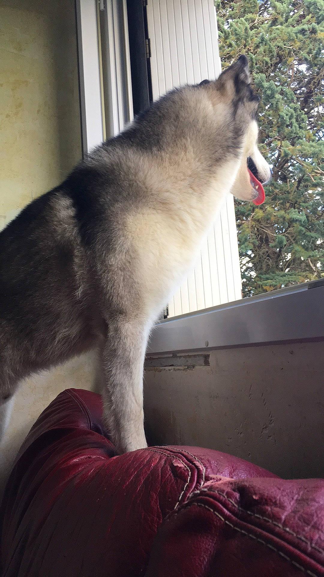 Ricky a rejoint le concours — aidez-le/la à gagner de superbes lots ! canidae, carnivore, comfort, companion_dog, dog, dog_breed, fawn, felidae, foot, fur, sky, small_to_medium_sized_cats, snout, sporting_group, tail, terrestrial_animal, tree, whiskers, wildlife, window