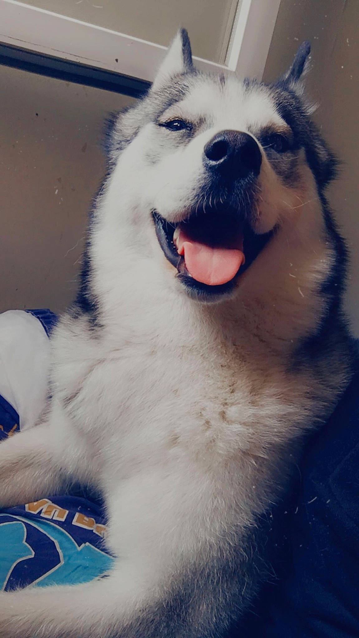 Ricky a rejoint le concours — aidez-le/la à gagner de superbes lots ! canidae, carnivore, companion_dog, dog, dog_breed, electric_blue, fang, fur, giant_dog_breed, happy, mammal, paw, snout, spitz, sporting_group, terrestrial_animal, volpino_italiano, whiskers, working_animal, working_dog