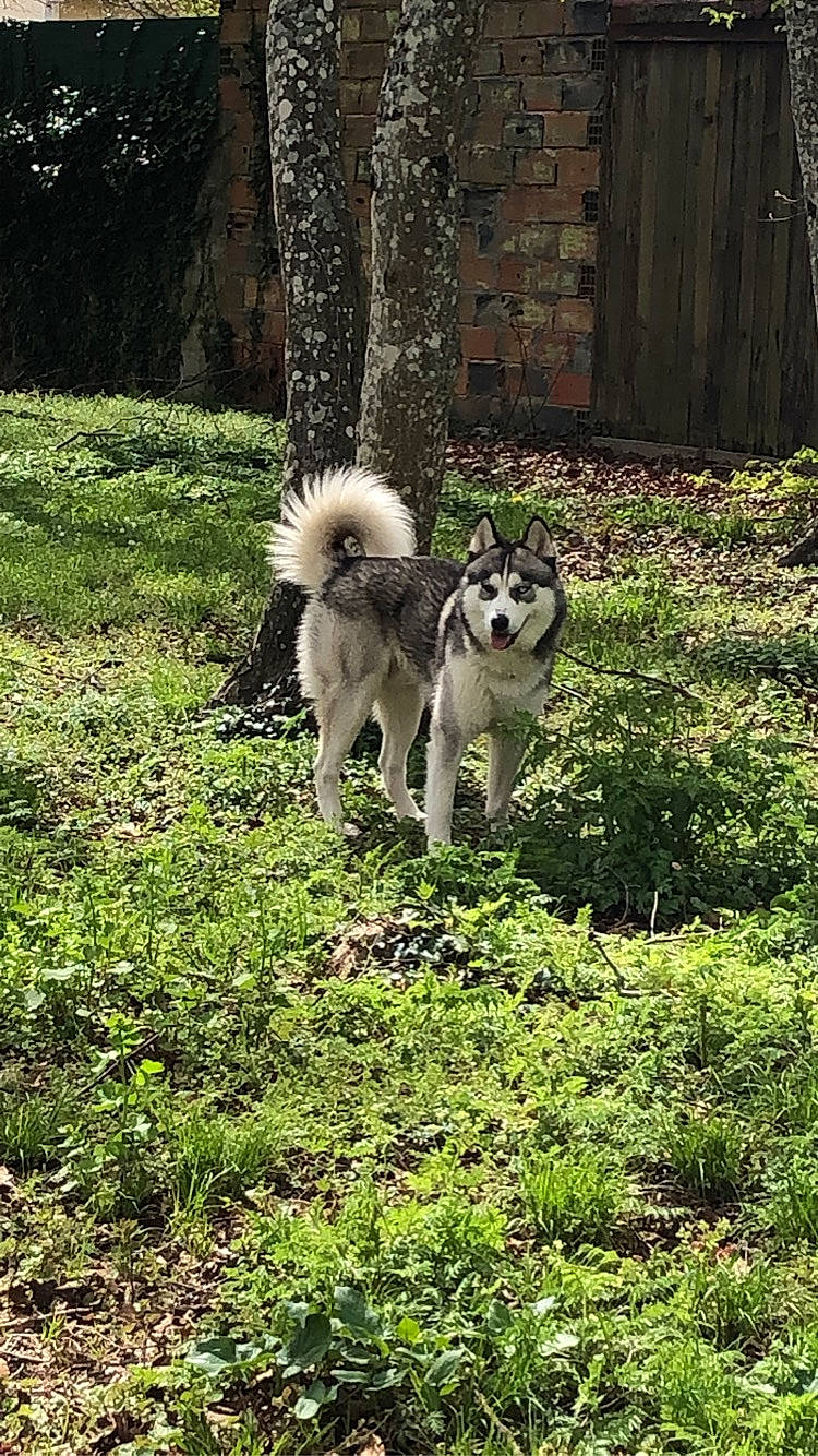Ricky participe au concours pour gagner de l'argent avec cette photo : canidae, canis, carnivore, companion_dog, dog, dog_breed, fawn, forest, grass, groundcover, plant, siberian_husky, sled_dog, spitz, sporting_group, tail, wildlife, wolf, working_animal, working_dog