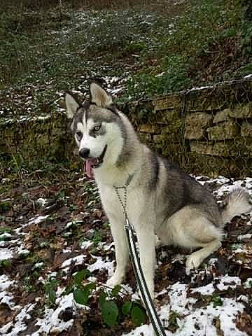 Ricky a rejoint le concours — aidez-le/la à gagner de superbes lots ! ancient_dog_breeds, canis, carnivore, dog, dog_breed, freezing, grass, plant, sled_dog, snow, sulimov_dog, tail, tree, winter, wolf, working_dog